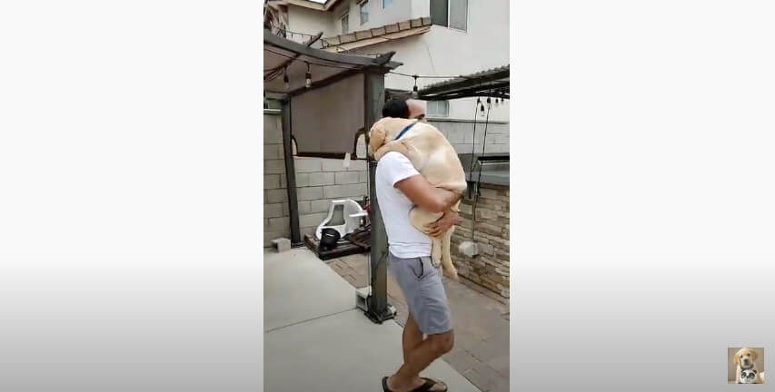 ラブラドールレトリーバー,動画