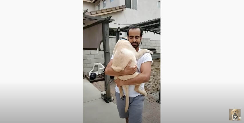 ラブラドールレトリーバー,動画