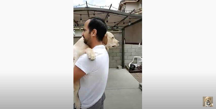 ラブラドールレトリーバー,動画