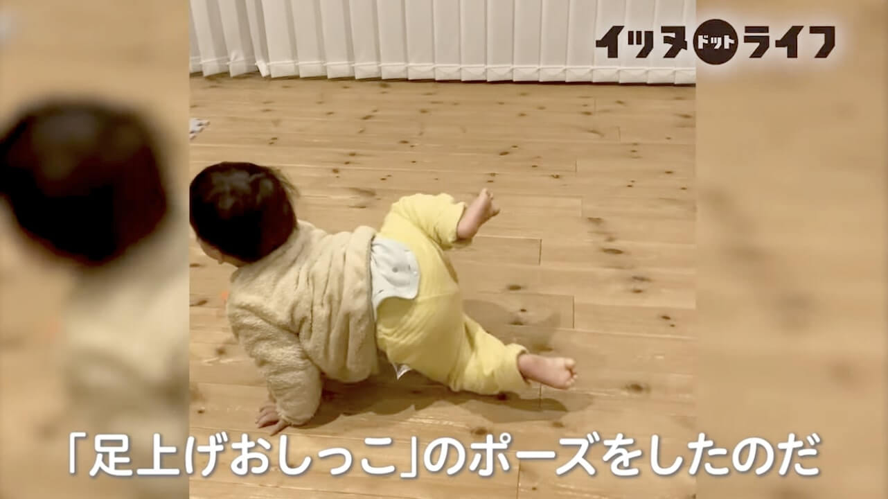 ゴールデン,動画,イッヌドットライフ