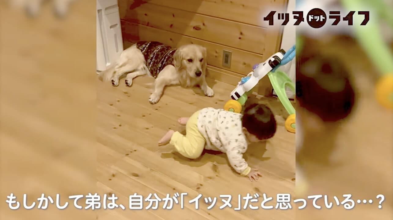 ゴールデン,動画,イッヌドットライフ