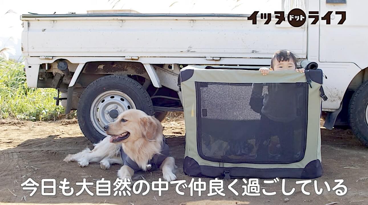 ゴールデン,動画,イッヌドットライフ