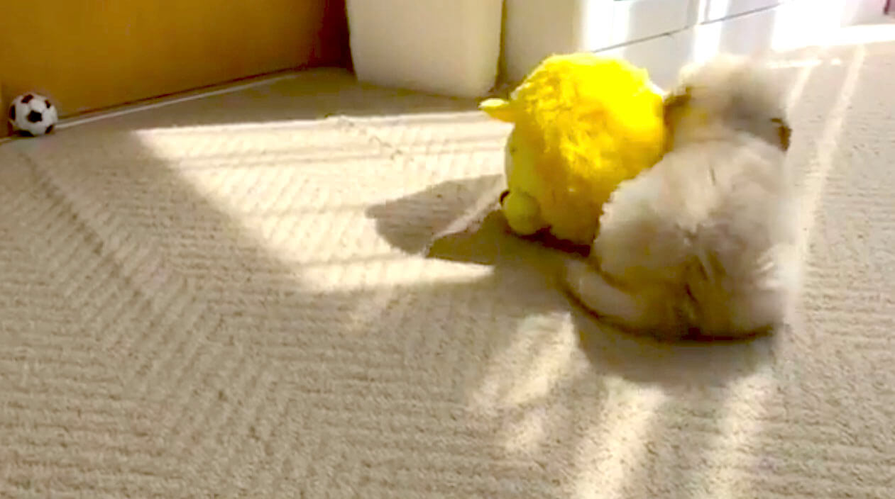 ゴールデンレトリーバー,動画