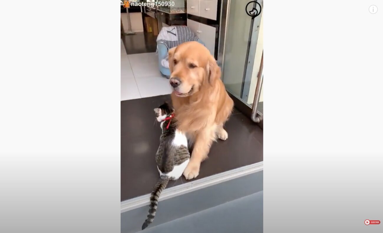 ゴールデンレトリーバー,動画