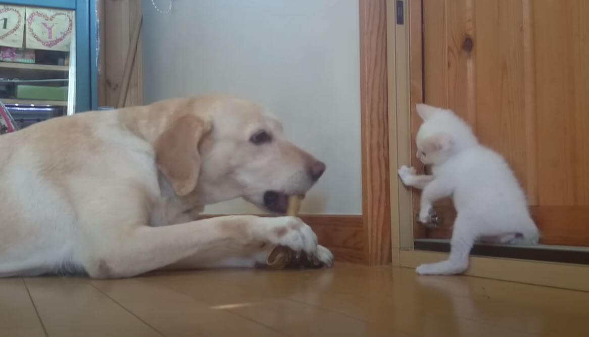 ラブラドールレトリーバー,動画