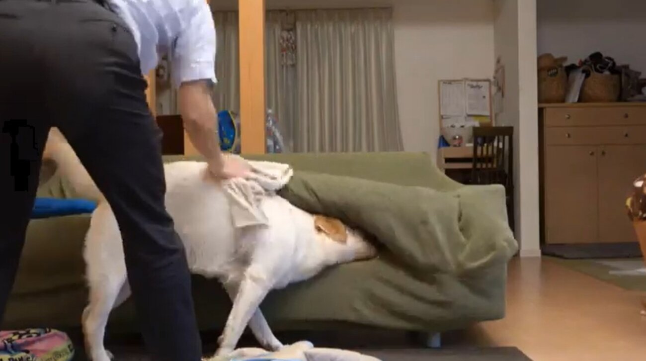 ラブラドールレトリーバー,動画