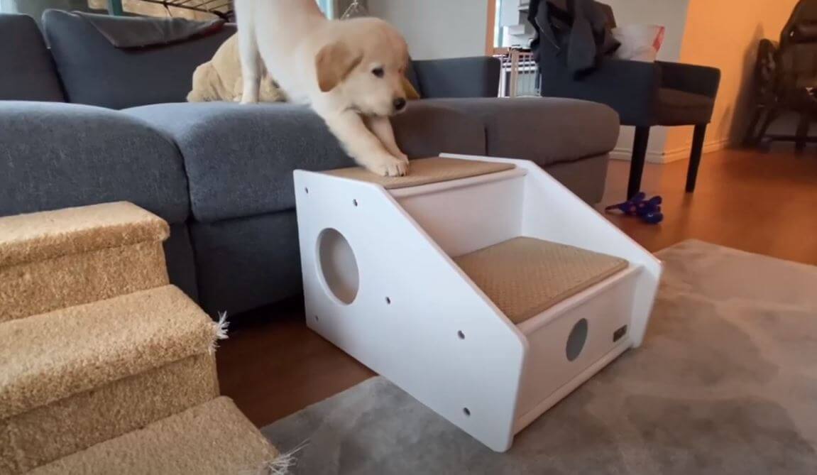 ゴールデンレトリーバー,動画