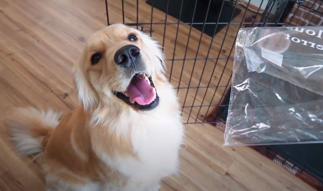 ゴールデンレトリーバー,動画