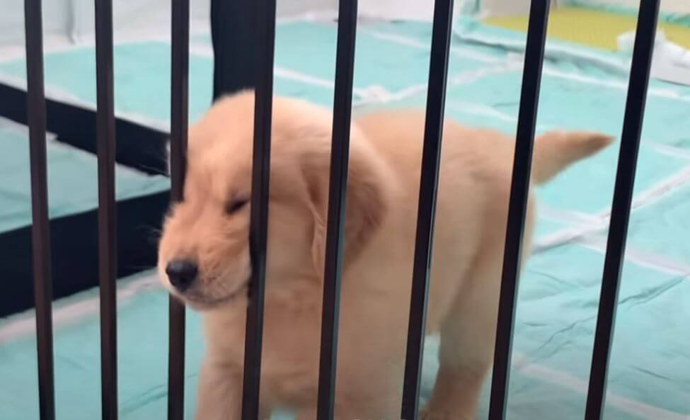 ゴールデンレトリーバー,動画