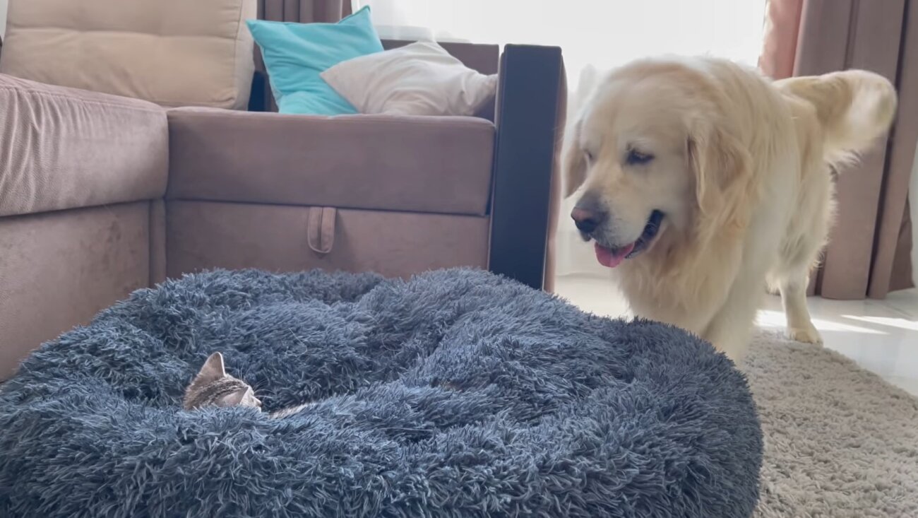 ゴールデンレトリーバー,動画