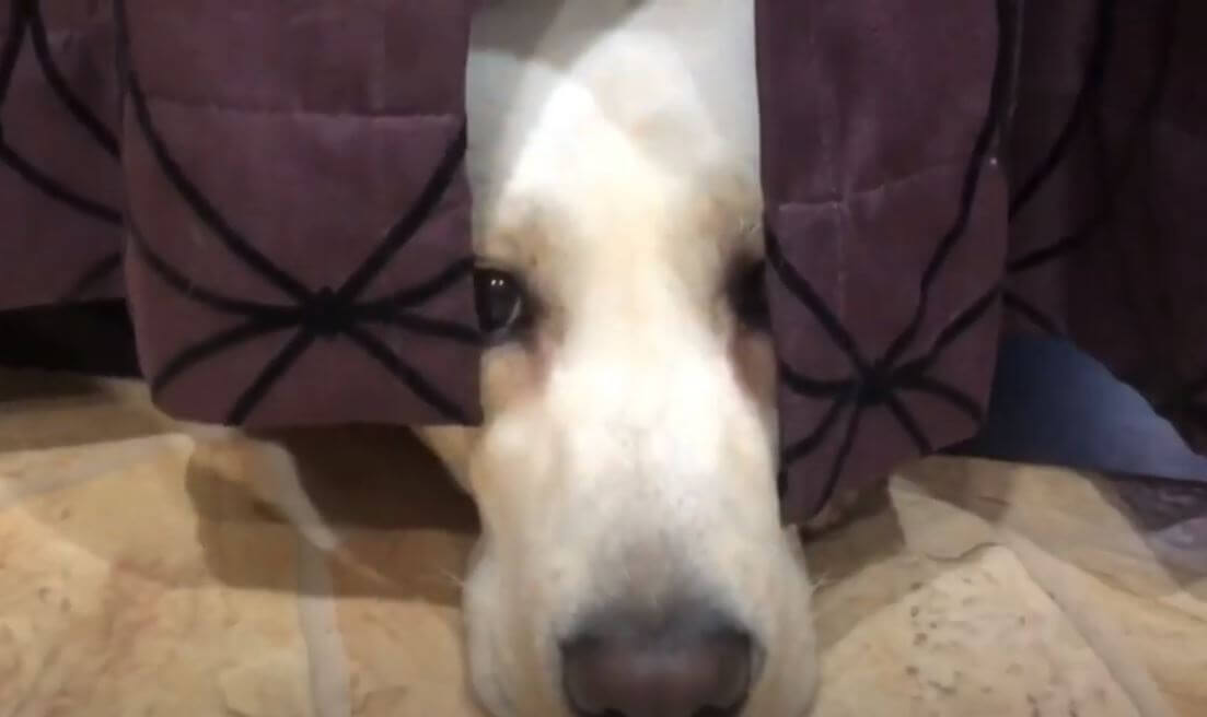 ラブラドールレトリーバー,動画