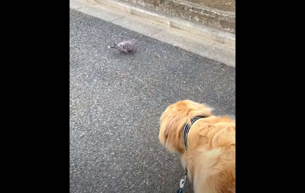 ゴールデンレトリーバー,動画