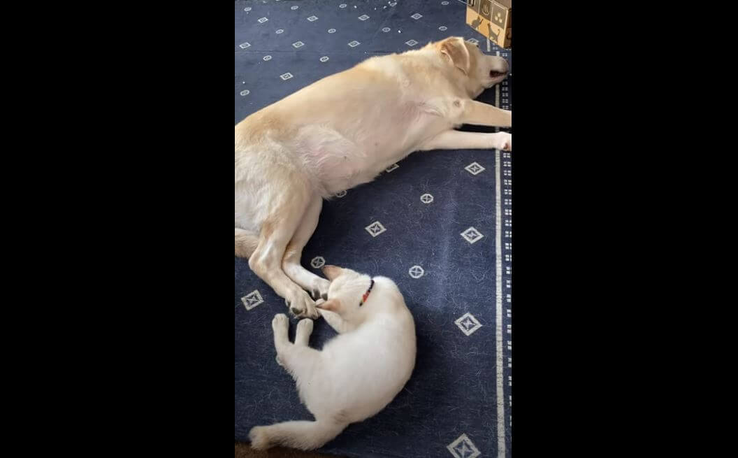 ラブラドールレトリーバー,動画