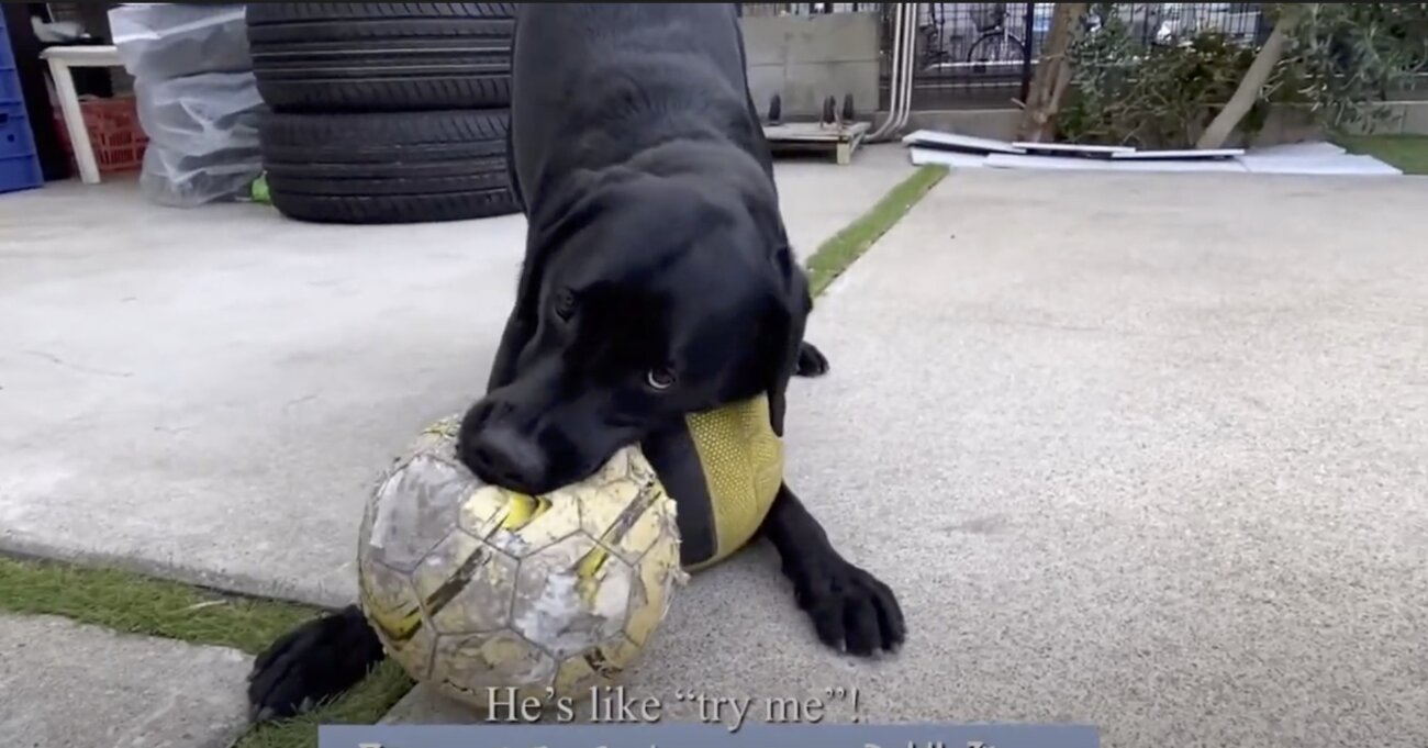 ラブラドールレトリーバー,動画