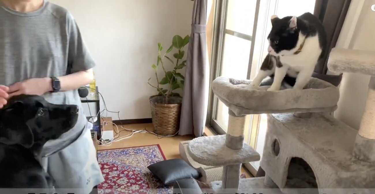 ラブラドールレトリーバー,動画