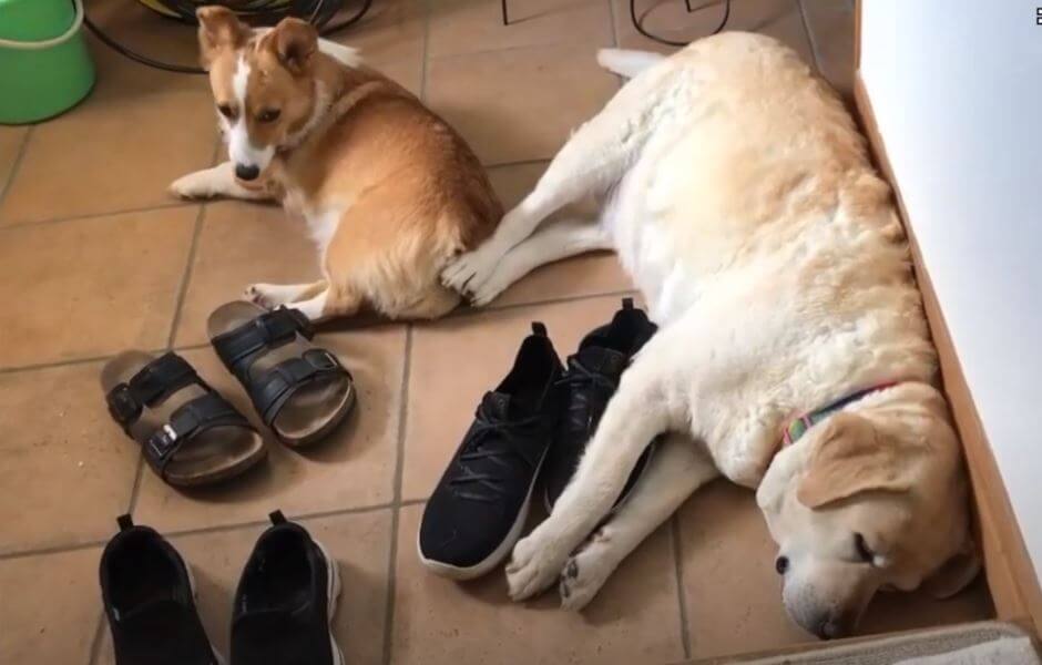 ラブラドールレトリーバー,動画