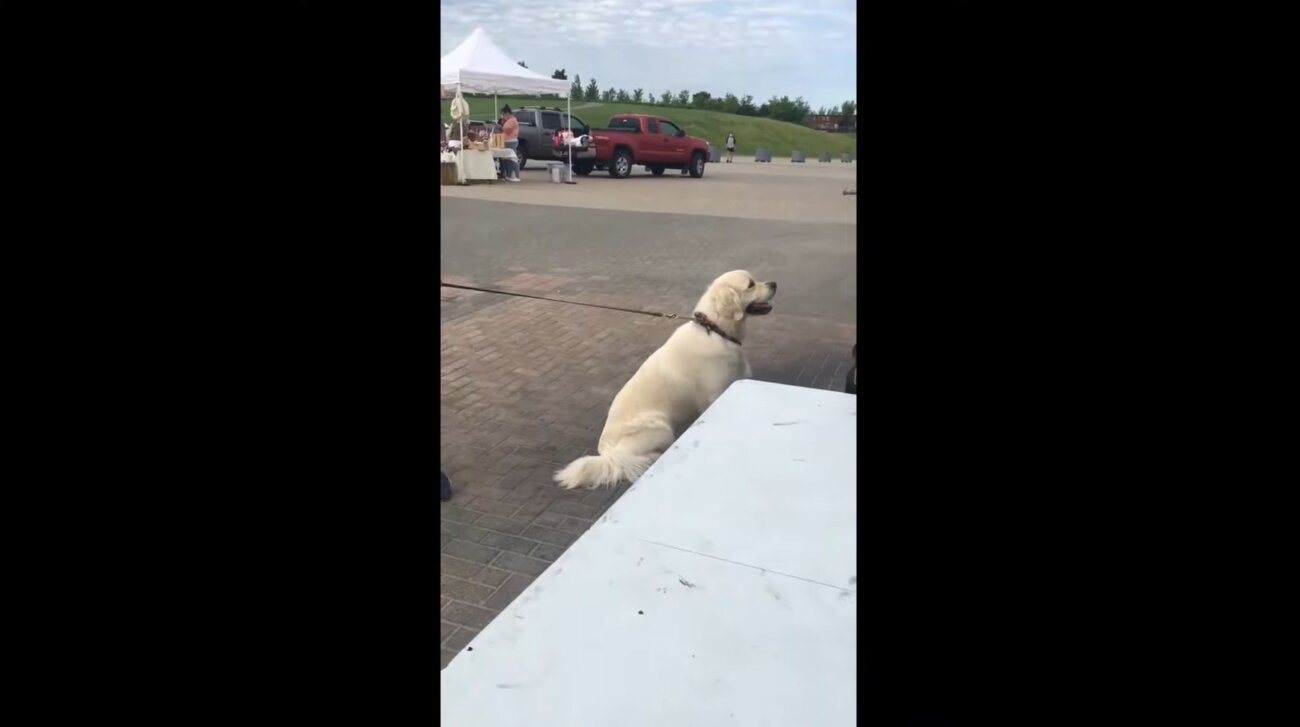 ゴールデンレトリーバー,動画