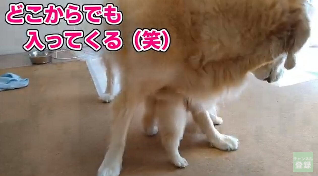 ゴールデンレトリーバー,動画