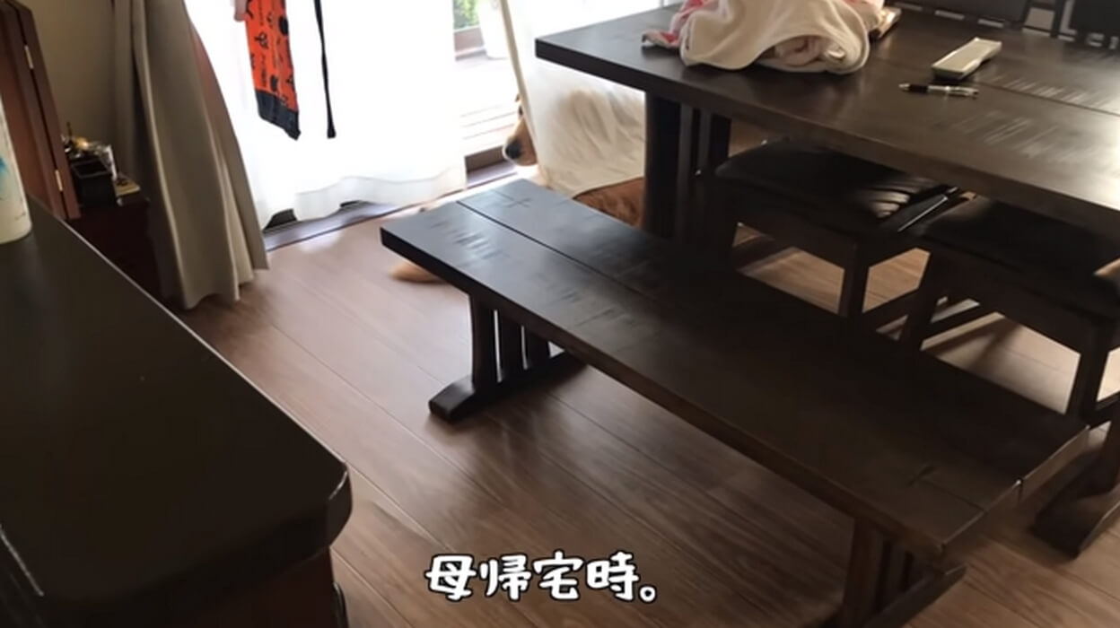 ゴールデンレトリーバー,動画