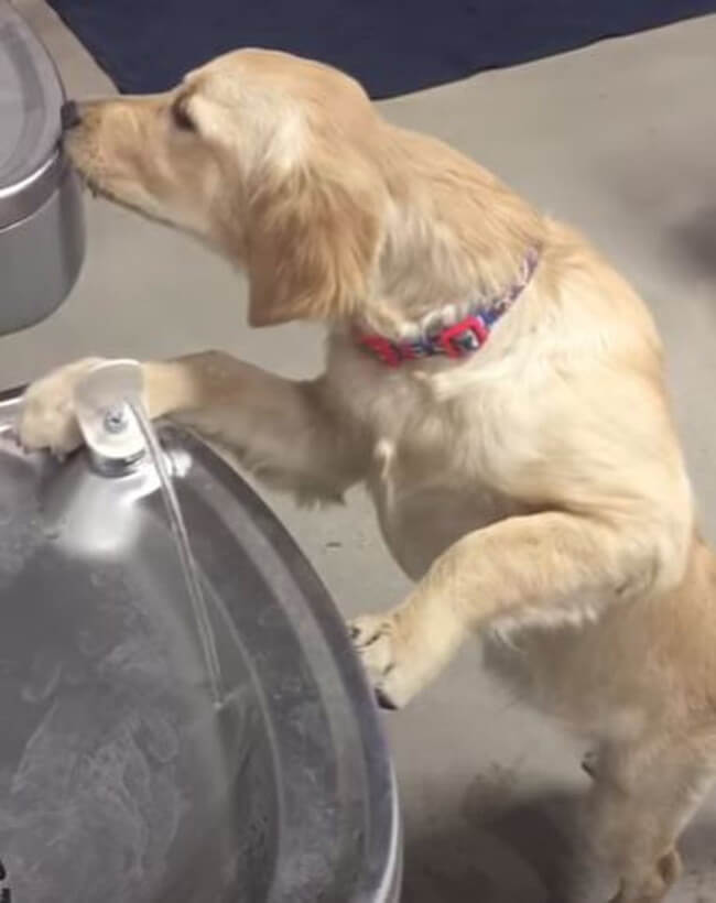 ゴールデンレトリーバー,動画