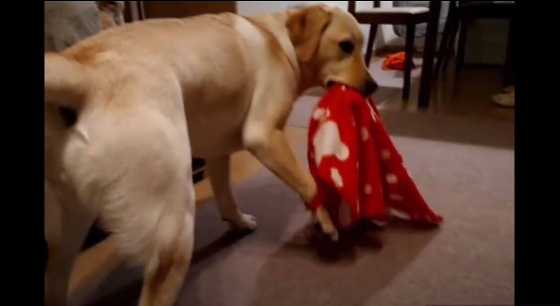 ラブラドールレトリーバー,動画