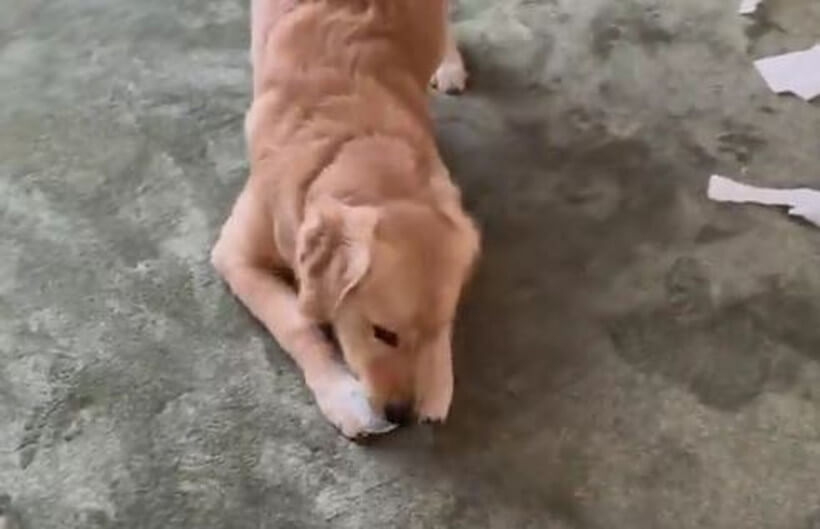 ゴールデンレトリーバー,動画