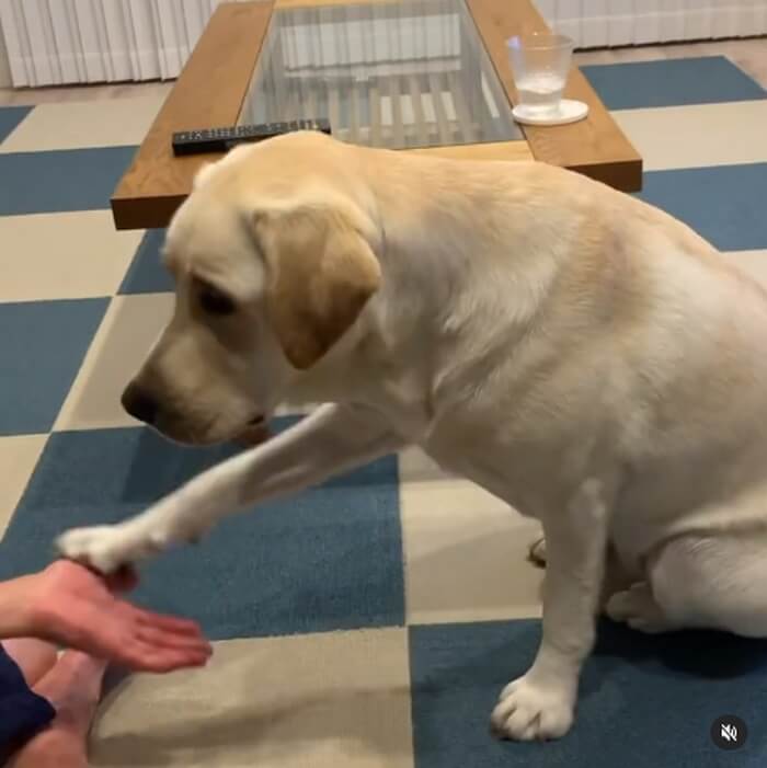 ラブラドールレトリーバー,動画