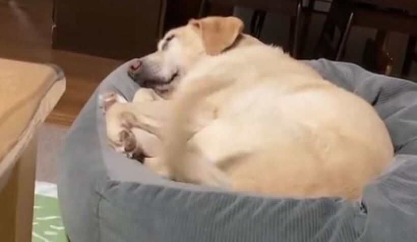 ラブラドールレトリーバー,動画