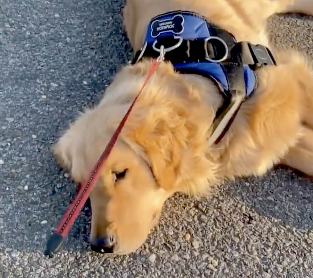 ゴールデンレトリーバー,動画