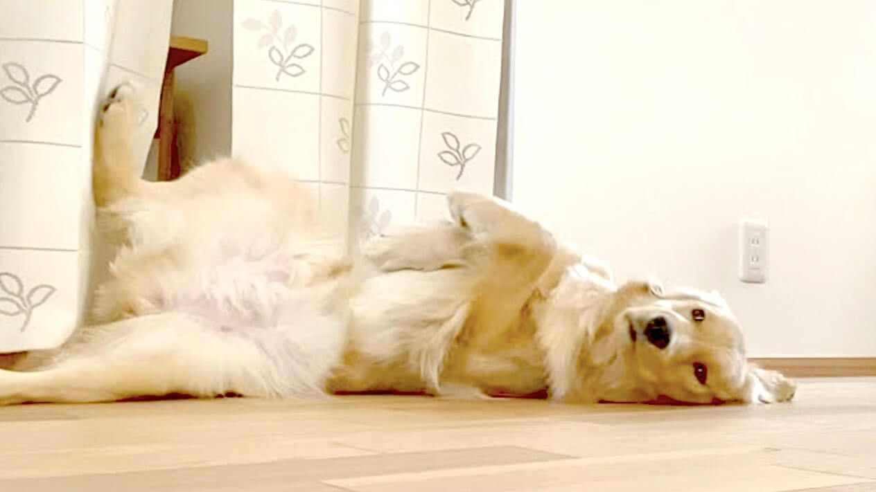 ゴールデンレトリーバー,動画