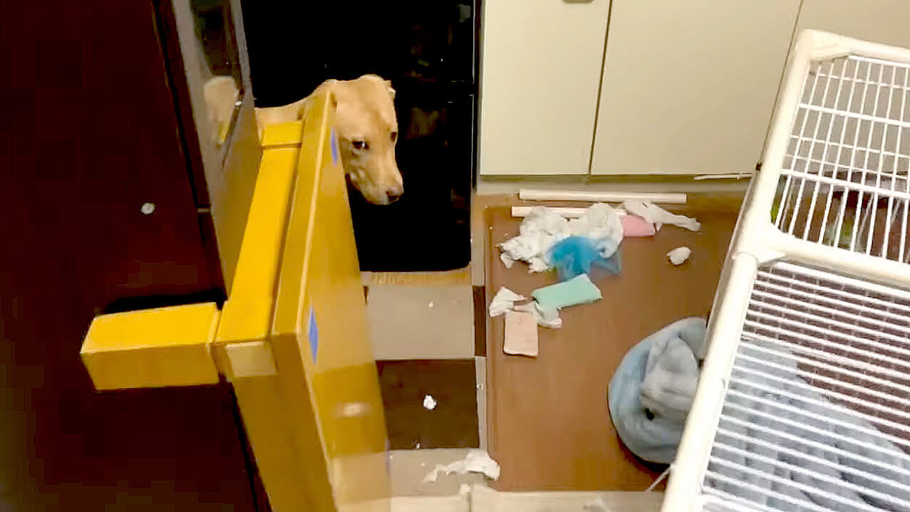 ラブラドールレトリーバー,動画