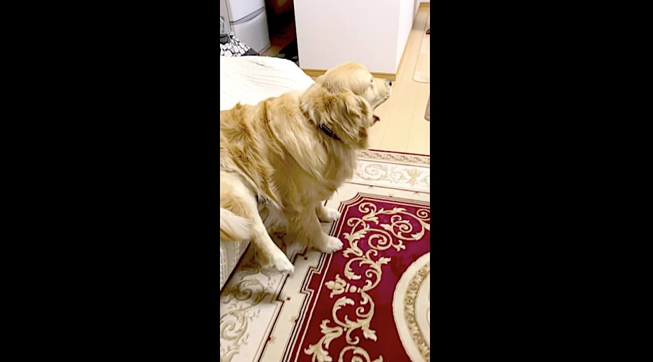 ゴールデンレトリーバー,動画