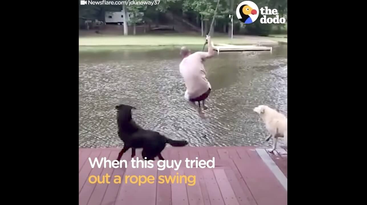 ラブラドールレトリーバー,動画