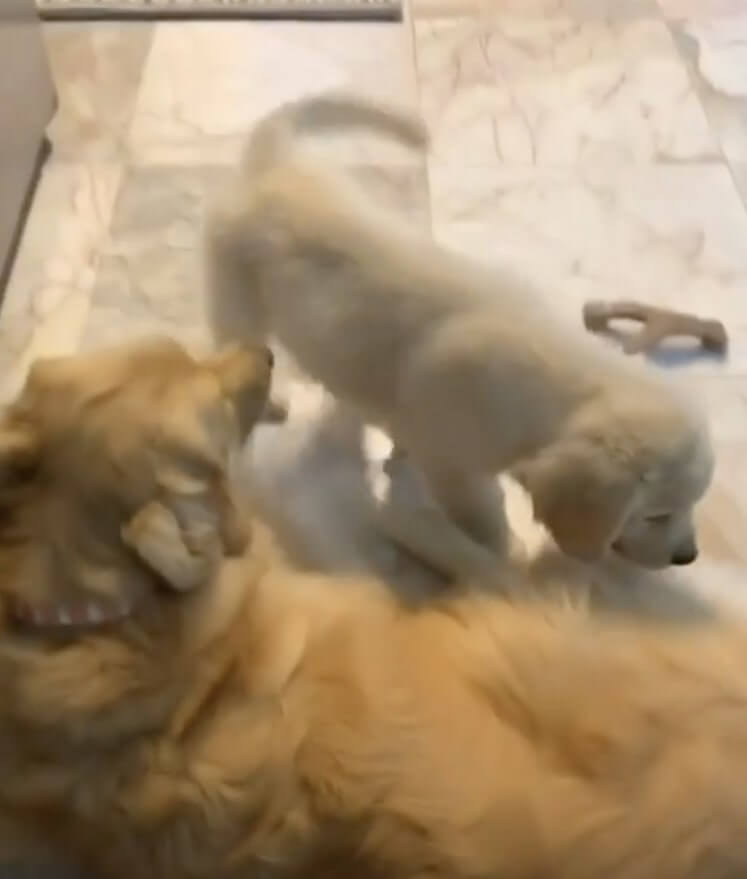 ゴールデンレトリーバー,動画