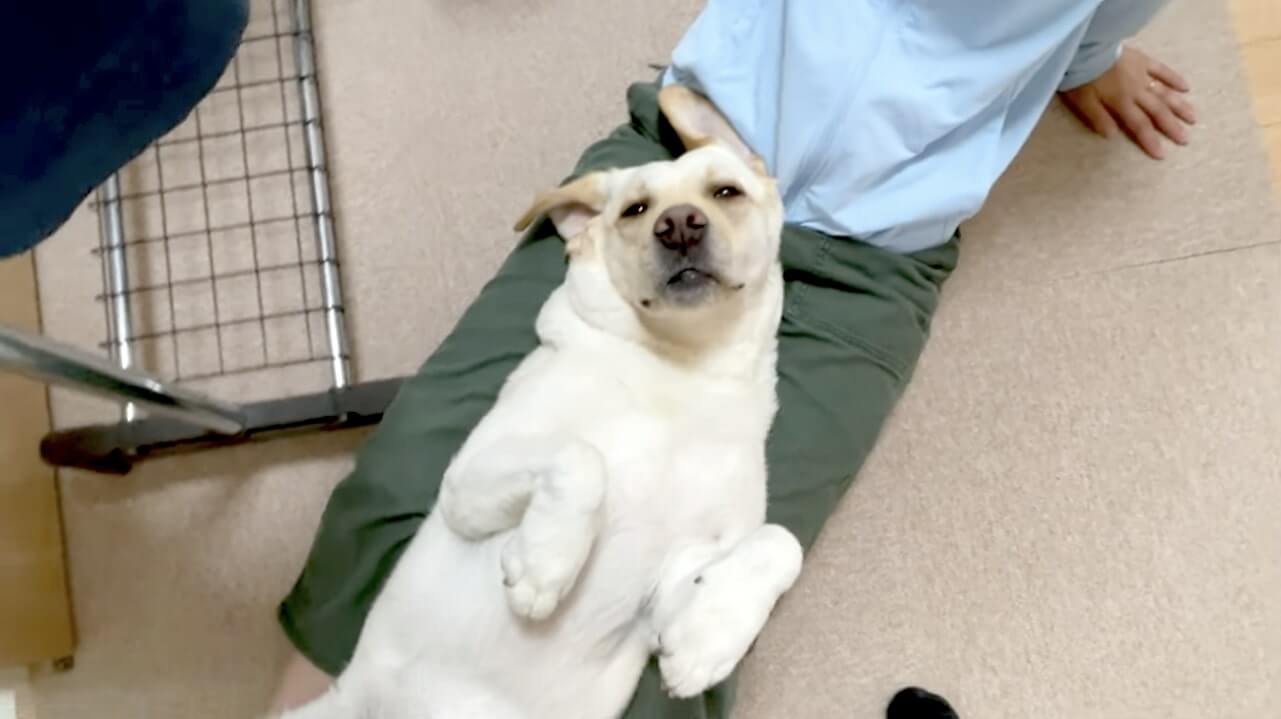 ラブラドールレトリーバー,動画