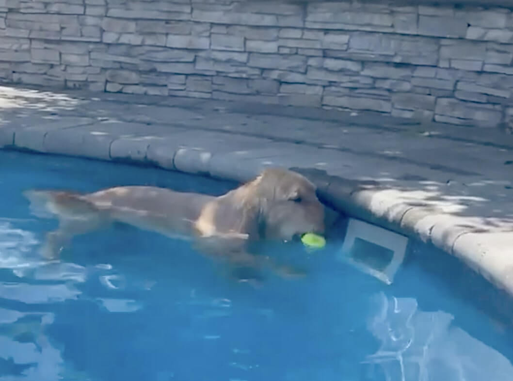 ゴールデンレトリーバー,動画