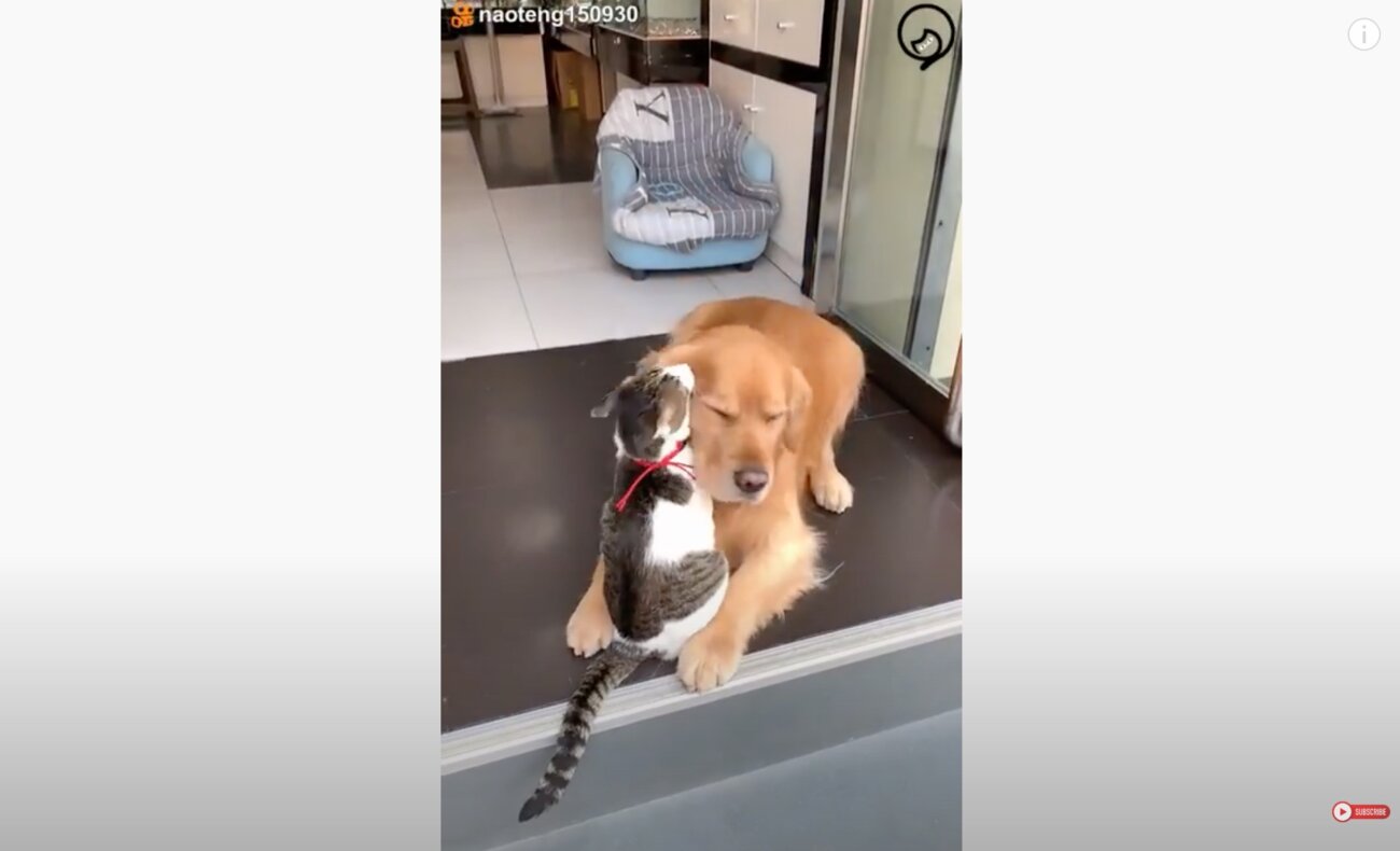 ゴールデンレトリーバー,動画