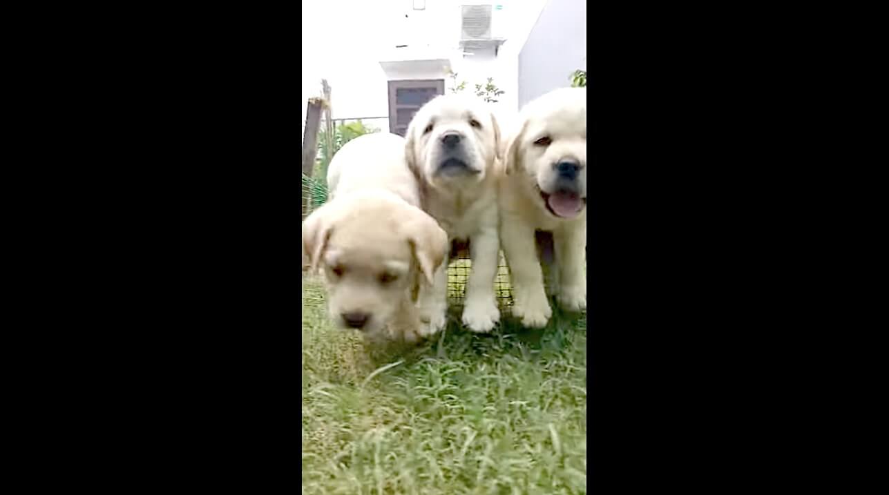 ラブラドールレトリーバー,動画