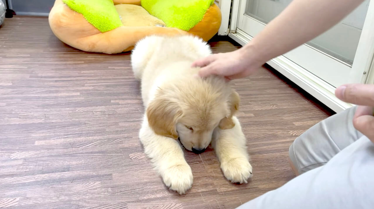 ゴールデンレトリーバー,動画