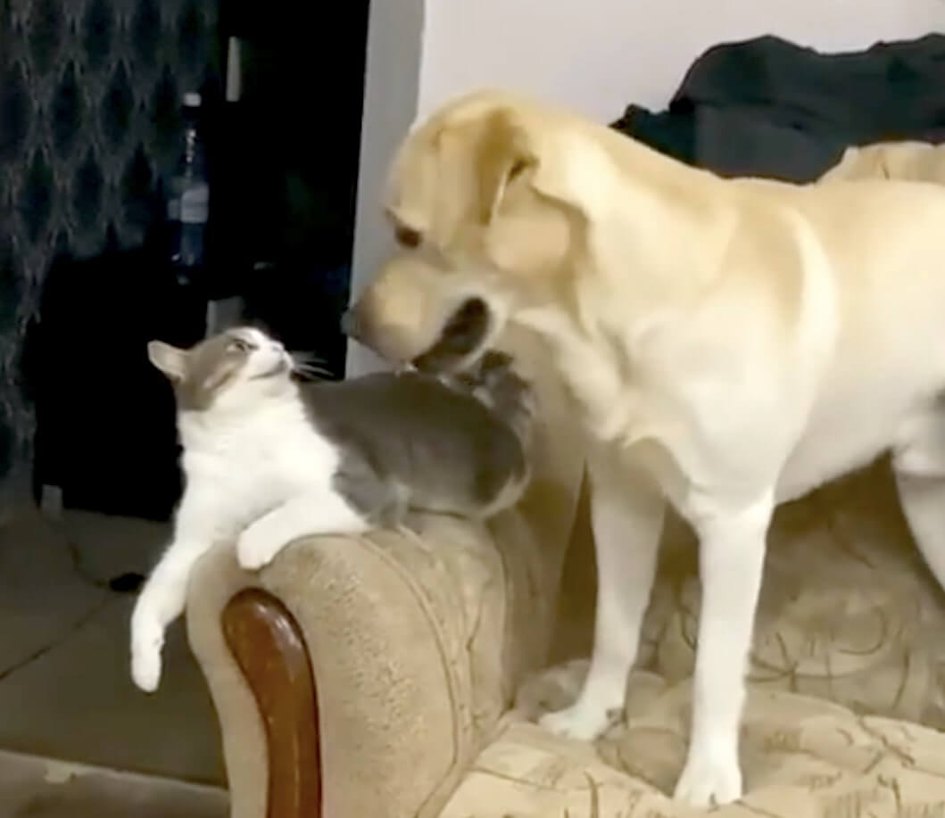 ラブラドールレトリーバー,動画