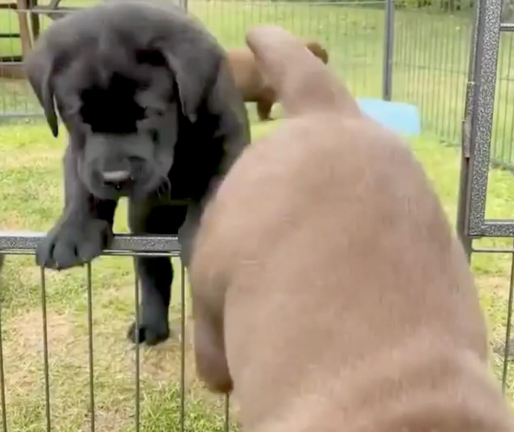 ラブラドールレトリーバー,動画