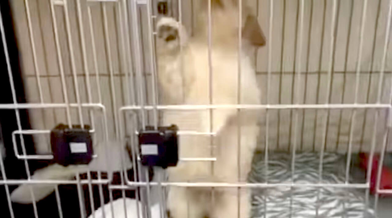 ゴールデンレトリーバー,動画