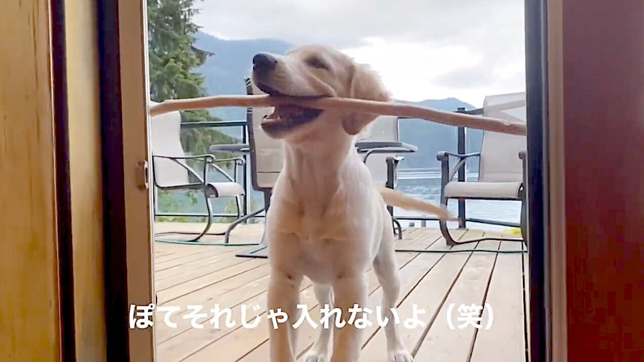 ゴールデンレトリーバー,動画