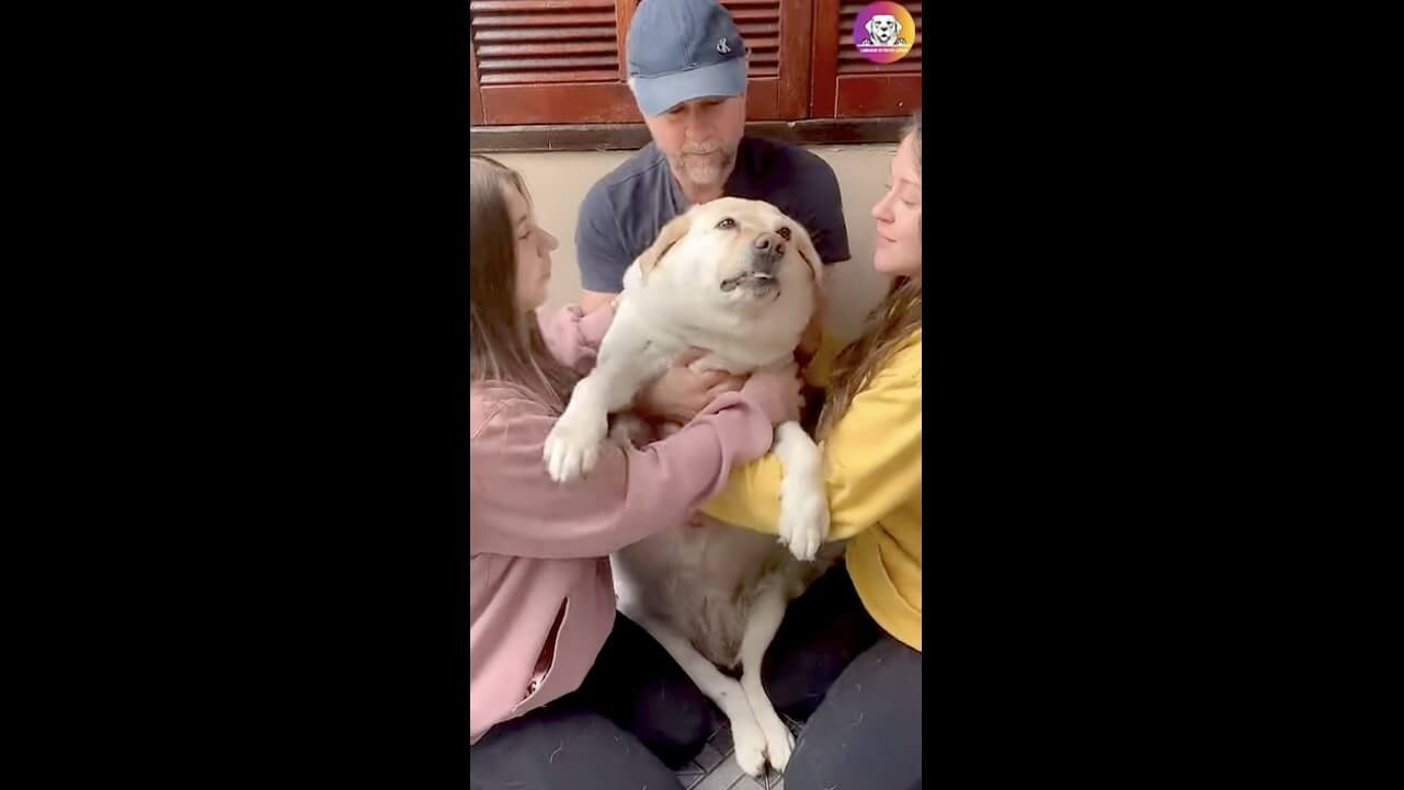 ラブラドールレトリーバー,動画