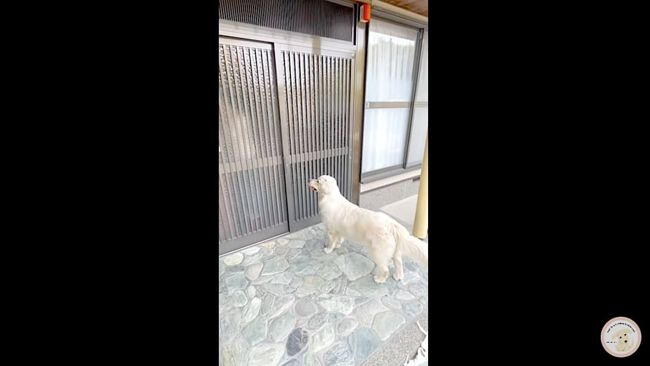 ゴールデンレトリーバー,動画