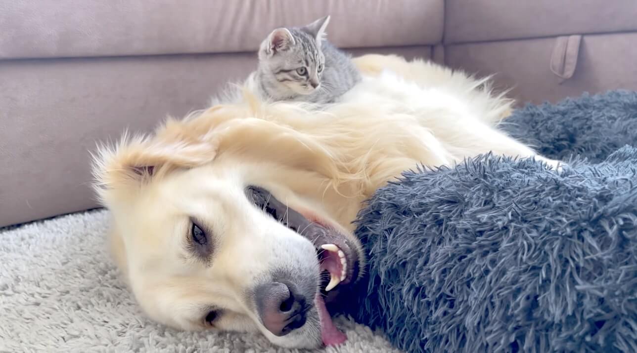 ゴールデンレトリーバー,動画