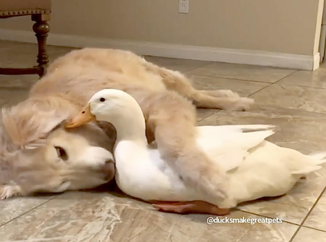 ゴールデンレトリーバー,動画