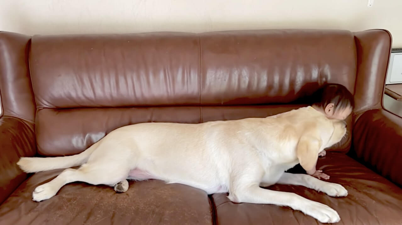 ラブラドールレトリーバー,動画