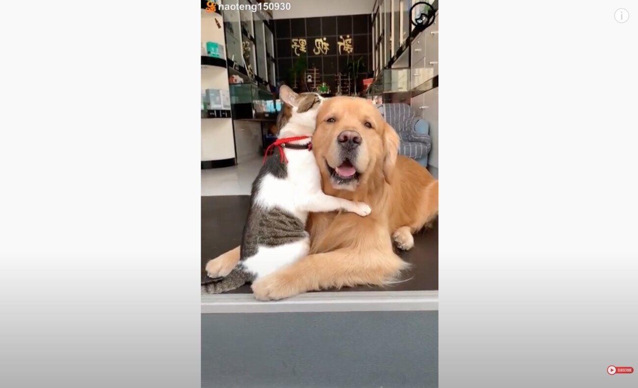 ゴールデンレトリーバー,動画