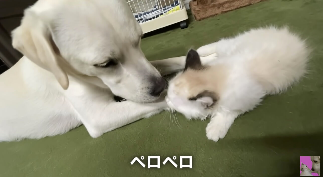 ラブラドールレトリーバー,動画